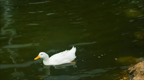 White Duck Swimming Stock Footage 51801607