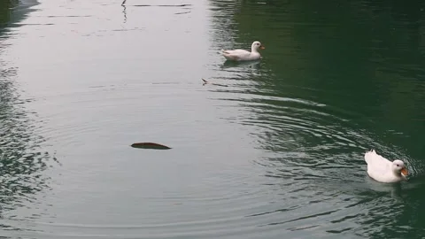White duck swimming on the water surface Stock Footage 290261853