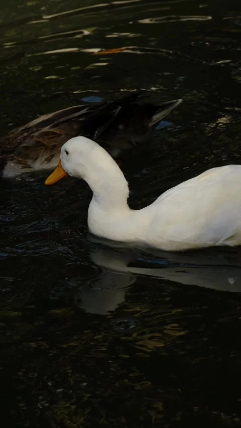 A white duck swims calmly on dark water with reflections and floating leaves Stock Footage 325741347