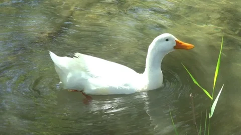 White duck swims Stock Footage 91322348