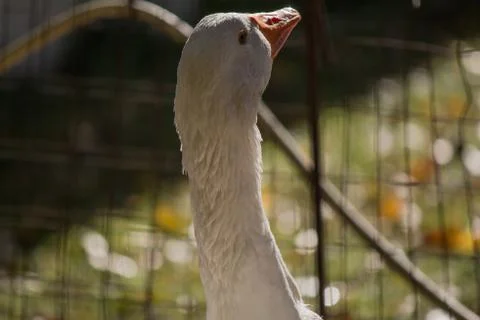 White duck taking a bath. Backyard of an old Italian house. Stock Photos