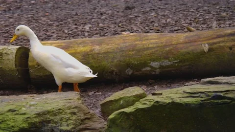 White duck walking Stock Footage 145840034