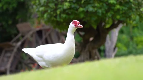 A white duck walking on grass slope. Stock Footage 147916902