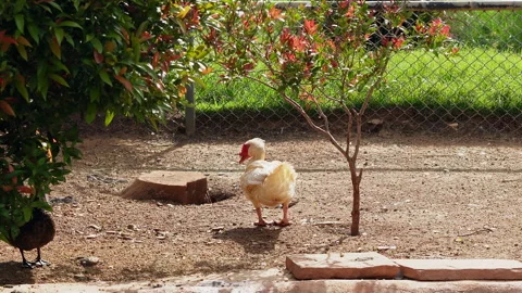 White duck walking on ground in garden near fence in bright daylight Video stock 342912758