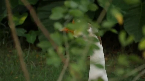White Duck Walking Through Woods, Slow Motion, HD Stock Footage 82993879