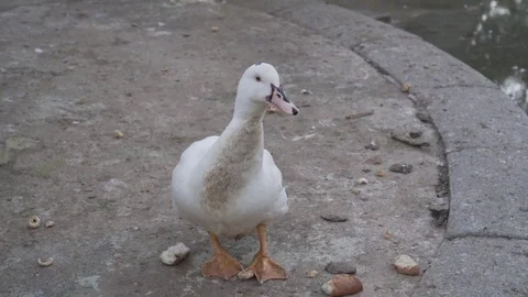 A white duck watching in the camera and walking Stock Footage 82326751