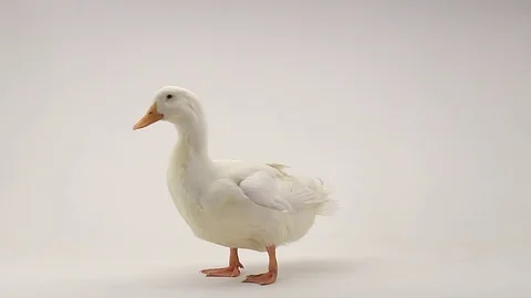 White duck on a white background, studio shot Stock Footage 77710391