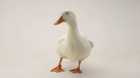 White duck on a white background, studio shot Stock Footage 77710523