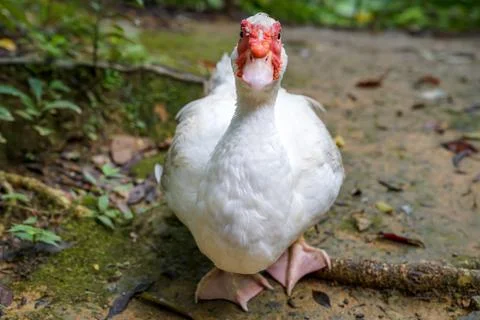 White duck whole body okinawa japan beak bill Stock Photos
