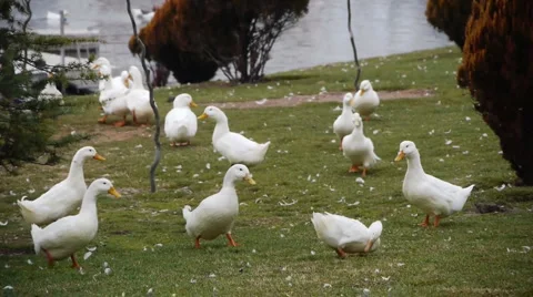 White ducks 4 Video stock 909334