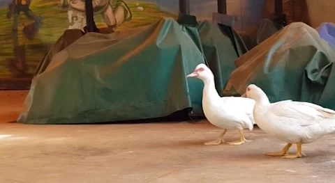White ducks amusement park Stock Footage 159642837