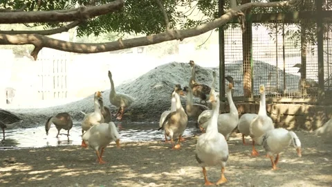 White Ducks and Geese Resting Under Shade on Sunny Day 스톡 동영상 320362887