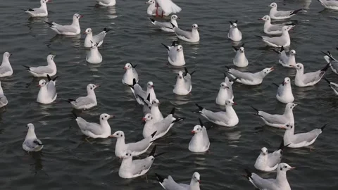 White Ducks are in the river - swimming Stock Footage 231685566