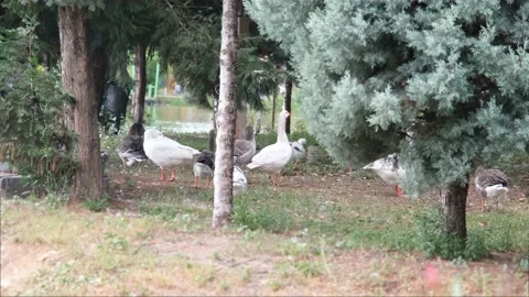 White ducks in bushes Stock Footage 170772360