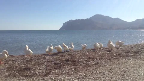 White Ducks Clean Feathers &amp; Try to Fly on a Sea At Qara Dag Mountain Crimea Stock Footage 167967966