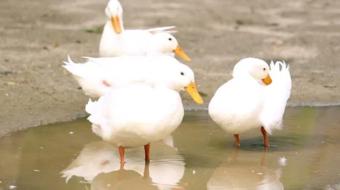 White ducks drinking water and cleaning body. 動画素材 56473942