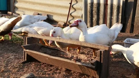 White ducks eating Stock Footage 202610904