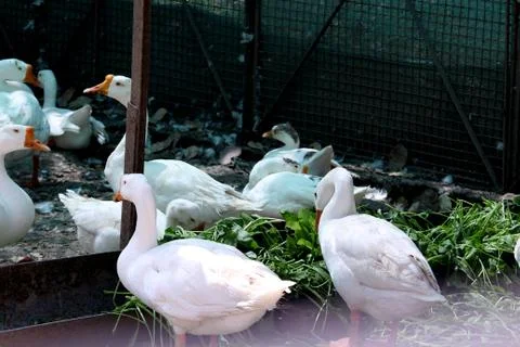 White ducks eating Stock Photos