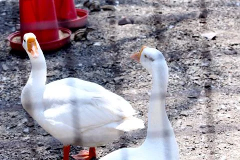 White ducks eating Stock Photos