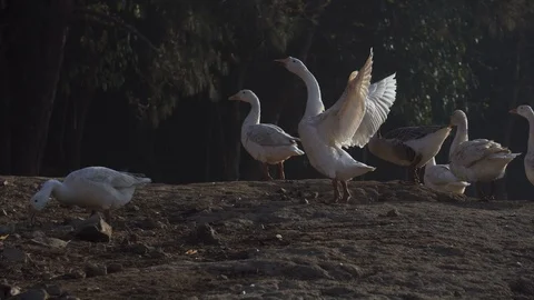 White Ducks on the Edge of a Lake, Stretching Video stock 87156980
