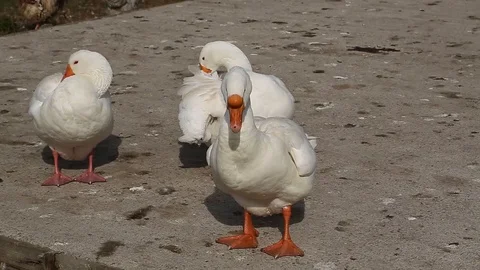 White ducks on the farm. Stock Footage 127525487