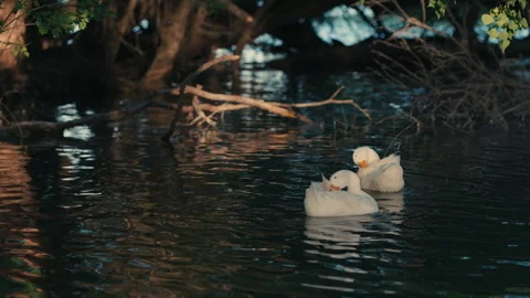 White Ducks Floating on Pond Near Trees Stock Footage 282211331