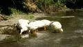 White ducks HD Footage