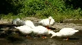 White ducks HD Footage