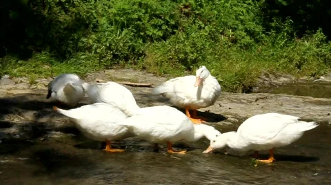 White ducks Video stock 701289