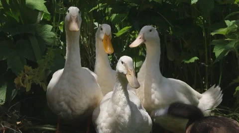 White ducks Stockbeeldmateriaal 1105345