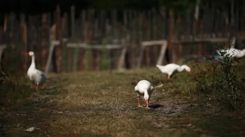 White ducks Stock Footage 41822908