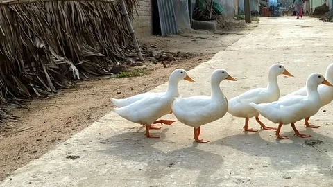 White Ducks Stock Footage 110206325