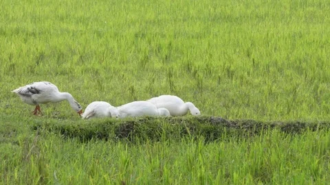 White Ducks Stock Footage 340655037