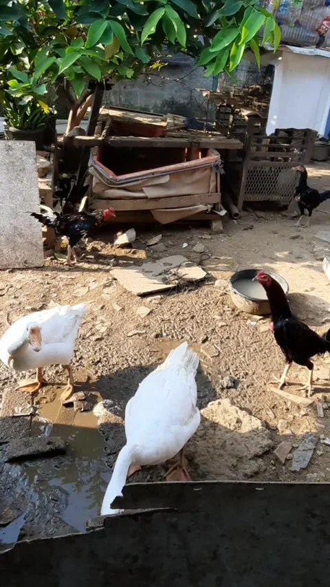 White Ducks Foraging in Backyard Mud Stock Footage 331420414