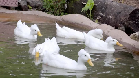 White ducks glide calmly in a shallow pond Stock Footage 331445136