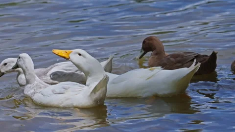 White Ducks Glide Serenely on Sunlit Pond Video Video stock 320793609