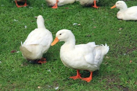 White ducks in grass Stock Photos