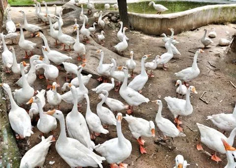 White ducks in groups Stock Photos