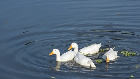 White ducks having morning meal in the village pond of India Stock Footage