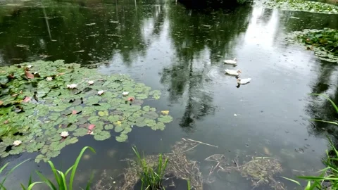 White Ducks In The Lake Raining Cloudy Day 스톡 동영상 221552791