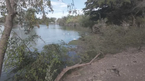 White Ducks by the Lakeshore Stock Footage 321666426