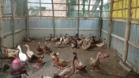 White Ducks Laying Fresh Eggs On Farm Floor In The Morning Stock Footage 341053962
