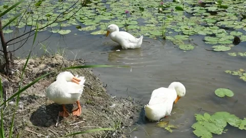 White ducks in a lotus pond Stock Footage 157977132