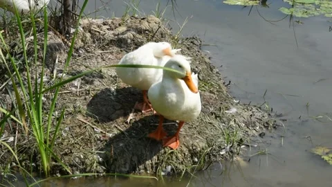 White ducks in a lotus pond Stock Footage 158825110