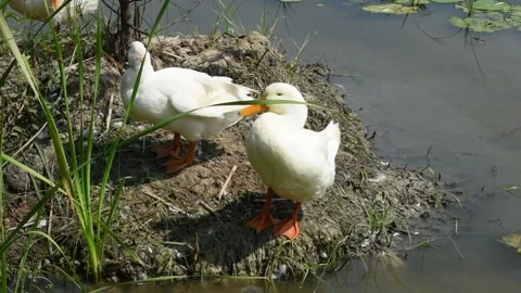 White ducks in a lotus pond Stock Footage 158825111
