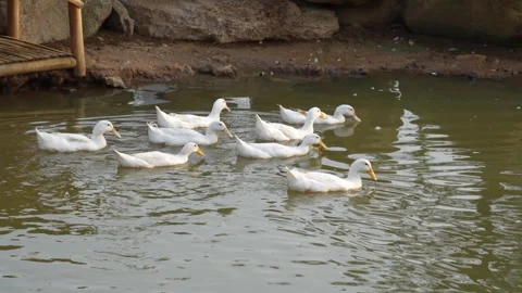 White ducks with an orange bill floats calmly on a rippling pond. Stock Footage 326986410