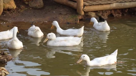 White ducks with an orange bill floats calmly on a rippling pond. Stock Footage 326986965
