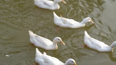 White ducks with an orange bill floats calmly on a rippling pond. Stock Footage 326987716