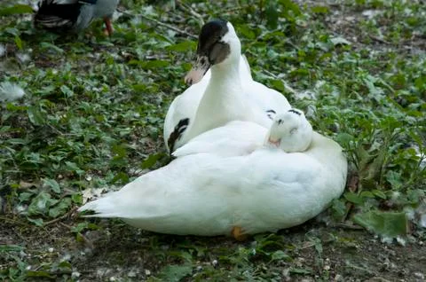 White ducks 写真素材