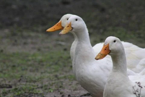 White Ducks Stock Photos